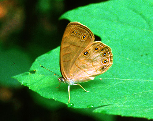 Satyrodes appalachia